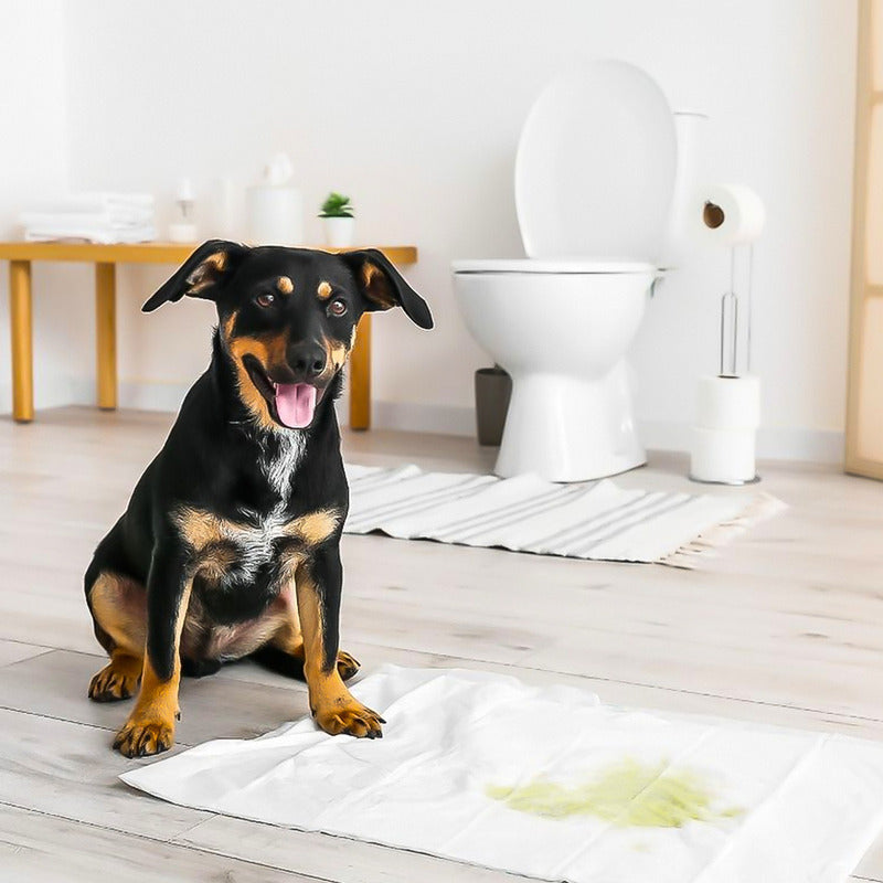 40 Pañales Sabanillas Aroma Adhesivo Mascotas Perros 60x90cm