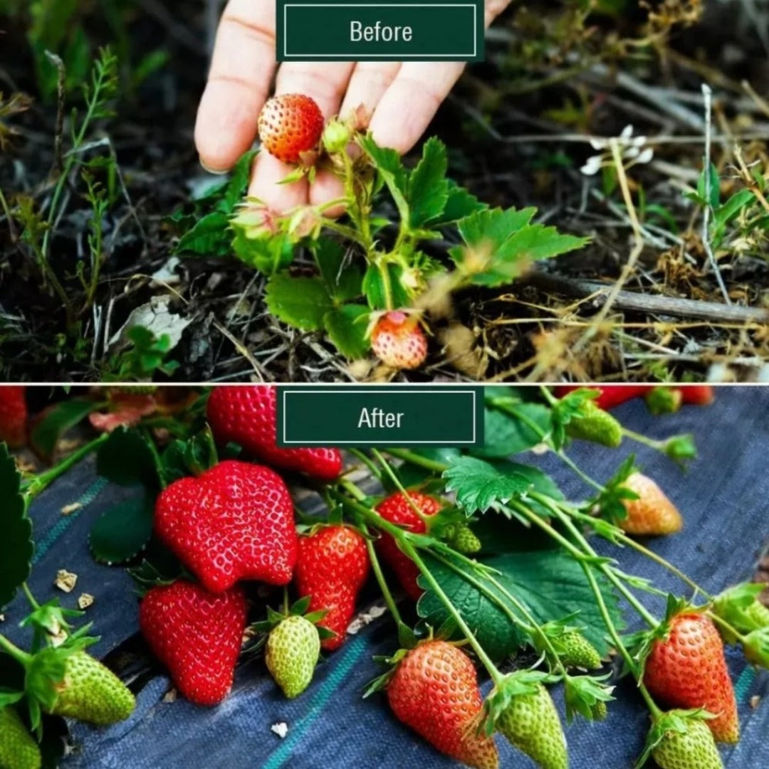 Malla Antimaleza 2x10 Mts Tela Rollo Ground Cover Planta